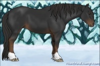 Horse Color:Liver Chestnut