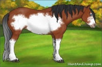 Horse Color:Bay Splash Frame