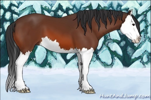 Horse Color:Bay Splash 