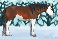 Horse Color:Bay Splash 