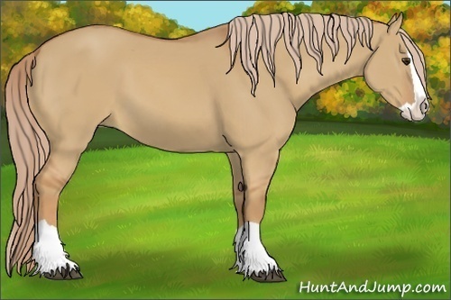 Horse Color:Red Dun Splash 