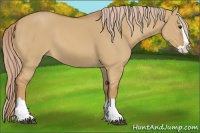 Horse Color:Red Dun Splash