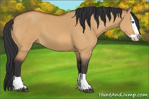 Horse Color:Bay Dun Splash 