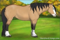 Horse Color:Bay Dun Splash 
