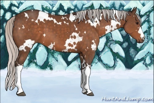Horse Color:White Spotted Silver Brown
