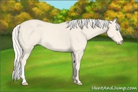 Horse Color:Cremello 