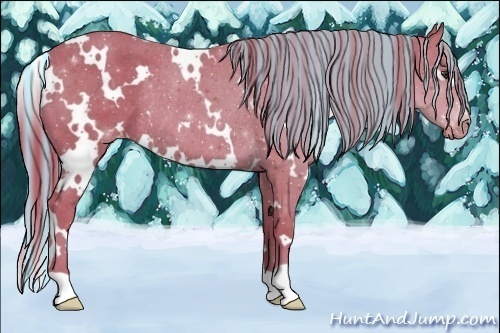 Horse Color:Painted Watercolor White Spotted Liver Chestnut Appaloosa Rabicano 