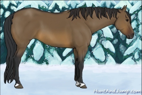 Horse Color:Brown Dun 