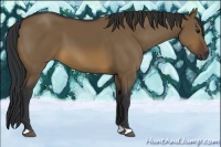 Horse Color:Brown Dun