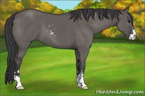 Horse Color:Grullo Sabino Brindle