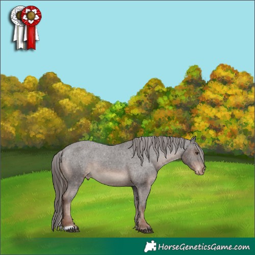 Horse Color:Liver Chestnut Appaloosa