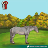 Horse Color:Liver Chestnut Appaloosa