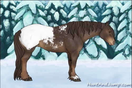 Horse Color:Liver Chestnut Snowcap