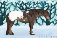 Horse Color:Liver Chestnut Snowcap