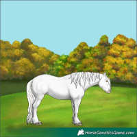 Horse Color:Silver Classic Champagne Dun Splash Frame Appaloosa 