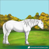 Horse Color:Silver Sable Cream Champagne Pearl Onyx Blanket Rabicano 