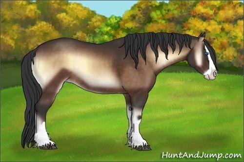 Horse Color:Brown Onyx Splash Rabicano 