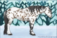 Horse Color:Brown Dun Sabino Appaloosa 