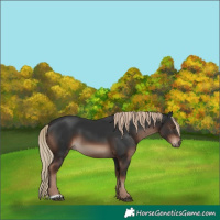 Horse Color:Liver Chestnut 