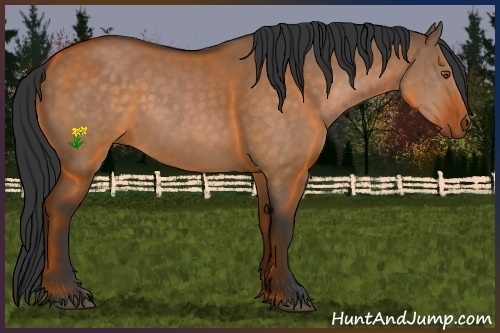 Horse Color:Brown Dun 