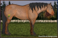 Horse Color:Brown Dun