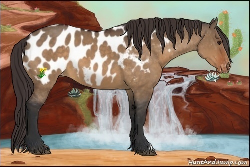 Horse Color:Brown Dun Appaloosa