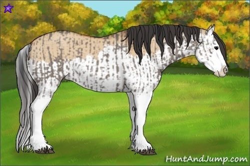 Horse Color:Grullo Sabino Splash  and Bay Dun Sabino Splash 