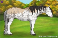 Horse Color:Grullo Sabino Splash and Bay Dun Sabino Splash