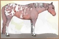 Horse Color:Watercolor Liver Chestnut Ice Tobiano Appaloosa Rabicano 