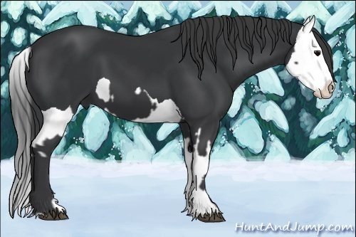 Horse Color:Black  and Black Splash 