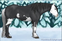 Horse Color:Black  and Black Splash 