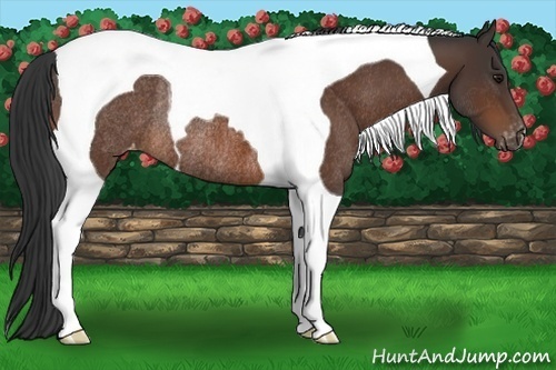 Horse Color:Brown Tobiano Varnish Rabicano 