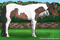 Horse Color:Brown Tobiano Varnish Rabicano 