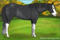 Horse Color:Black Splash Rabicano 
