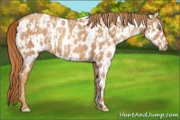 Horse Color:Gold Champagne Appaloosa and Gold Champagne Appaloosa