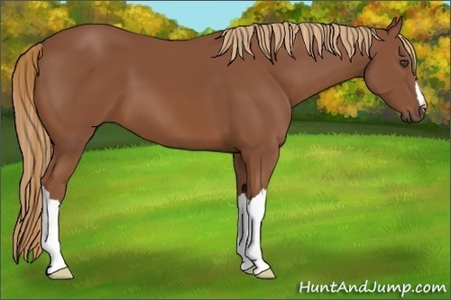 Horse Color:Chestnut 