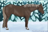 Horse Color:Liver Chestnut 
