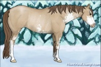 Horse Color:Grullo Pearl Sabino Rabicano 