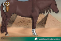 Horse Color:Chocolate Black