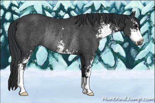Horse Color:Black Sabino Rabicano 