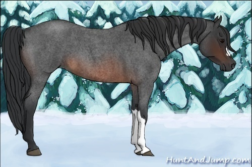 Horse Color:Brown Roan 