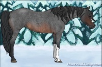 Horse Color:Brown Roan 