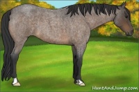 Horse Color:Buckskin Roan Frame 