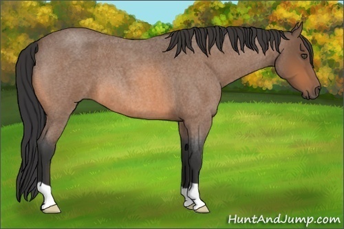Horse Color:Buckskin Roan 
