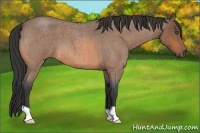 Horse Color:Buckskin Roan 