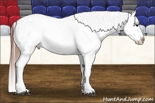 Horse Color:Grullo Blanket 