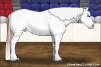 Horse Color:Grullo Blanket