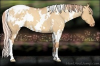 Horse Color:White Spotted Gold Champagne Dun Varnish