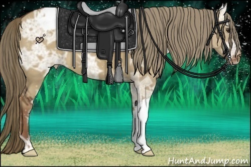 Horse Color:Liver Red Dun Ice Appaloosa 