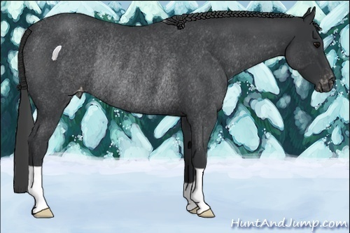 Horse Color:Blue Roan Appaloosa Rabicano 
